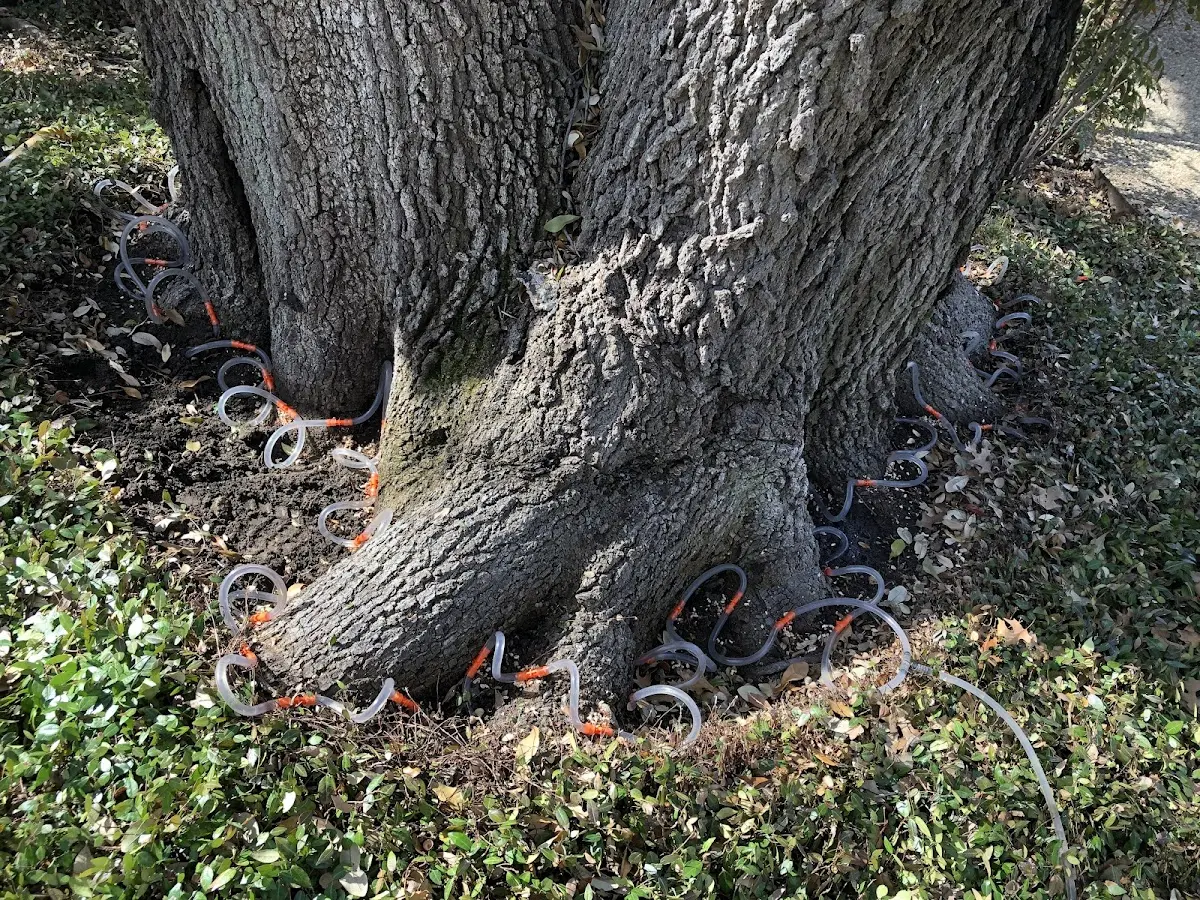 Detailed Tree Cabling and Bracing job site in Masterson