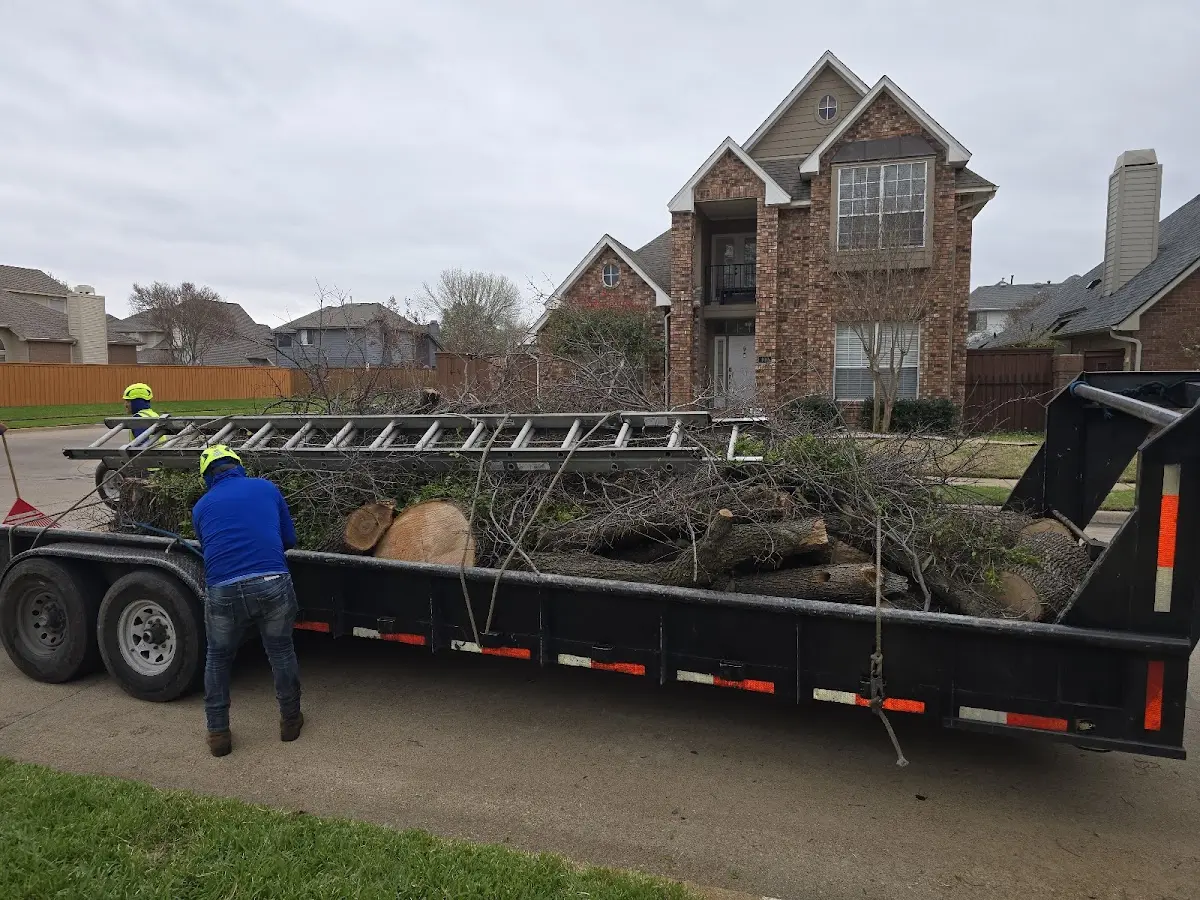 Expert Tree Removal with proper safety equipment in Masterson